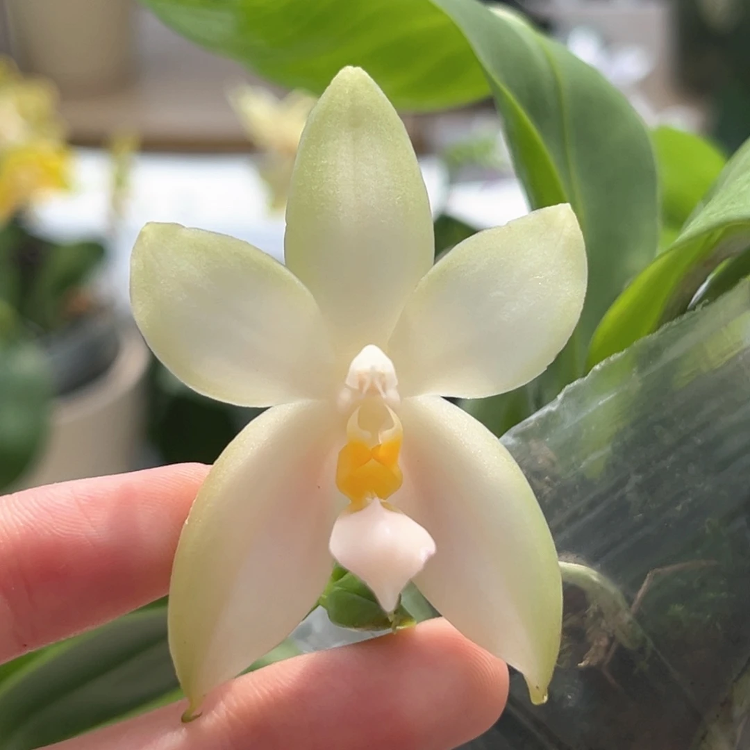 完全开放2.5寸粉贝开花株