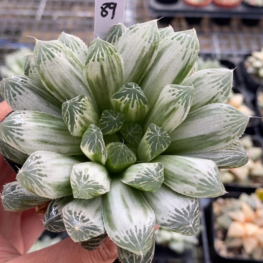 89白斑玉露锦一物一图