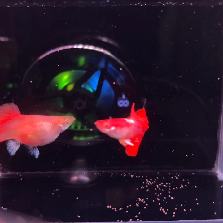孔雀鱼折扇白子种鱼1对