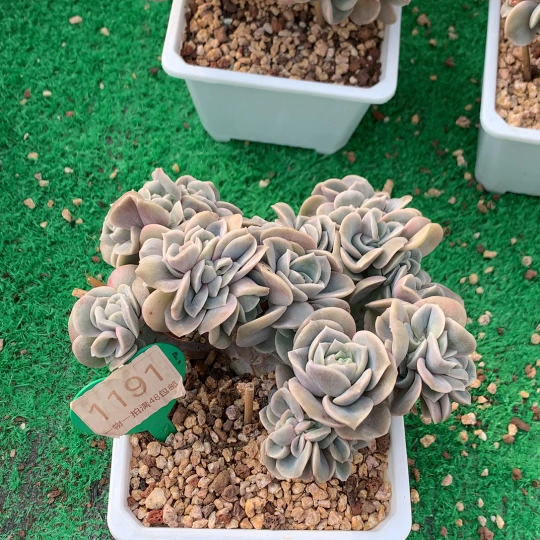 的***行可爱玫瑰朵朵树1191