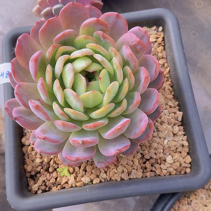 0481全明星多肉植物