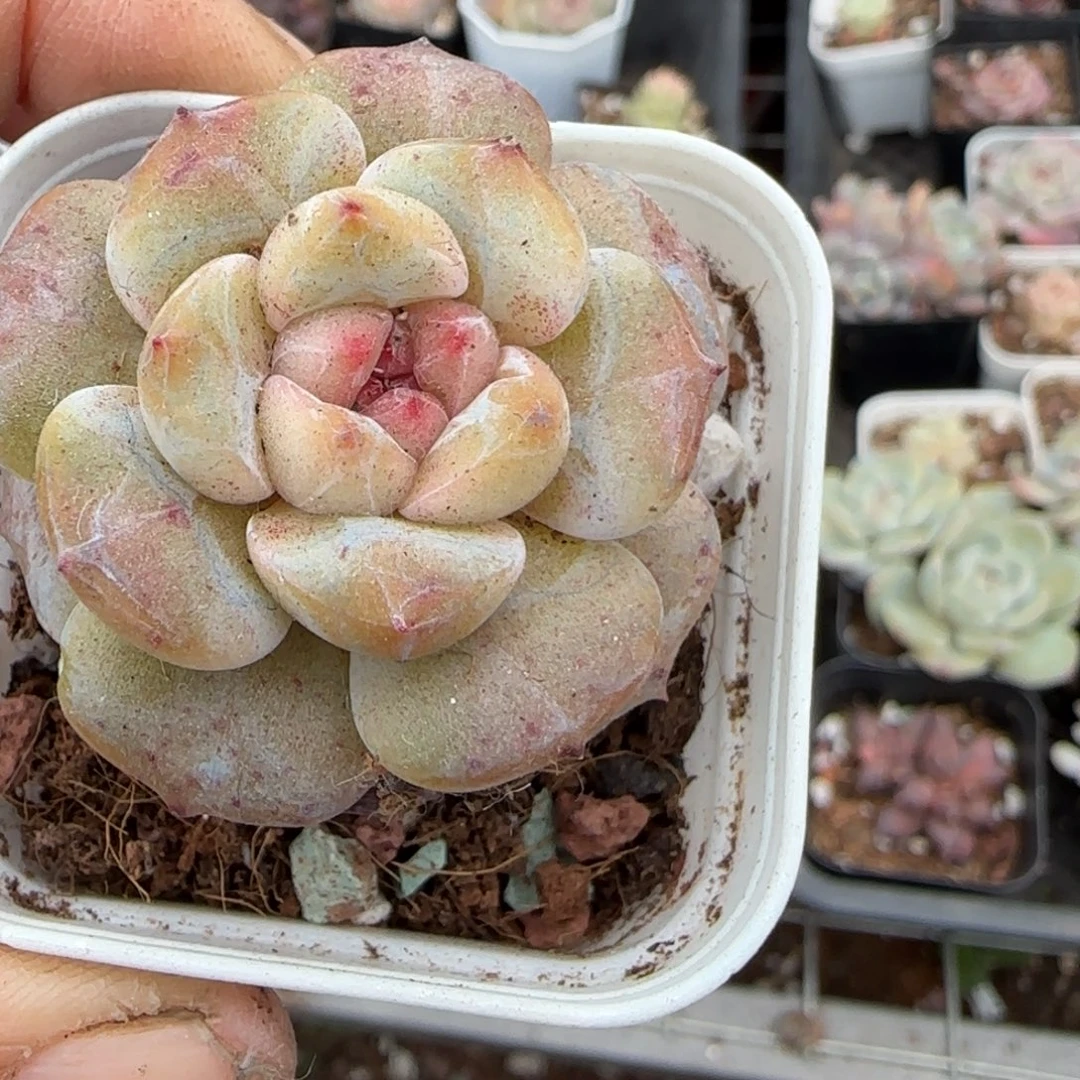 多肉小卡拉米糖心一物一拍