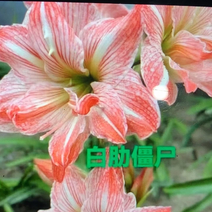 白肋僵尸自然球直径3.5cm左右带侧芽一颗