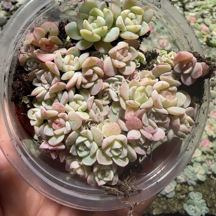 十***。93绝绝子多肉一组