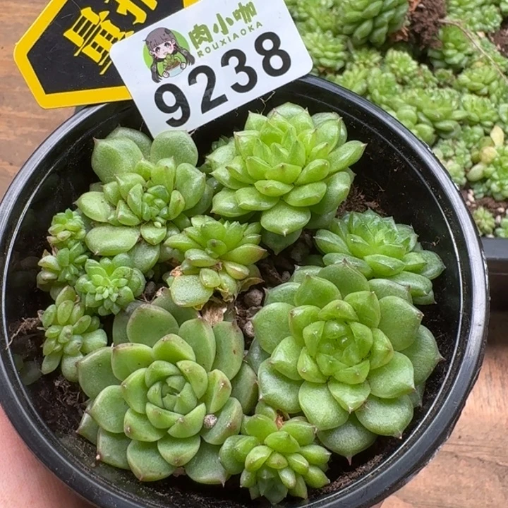 当前无花朵，栽培后可花朵多肉植物多肉植物