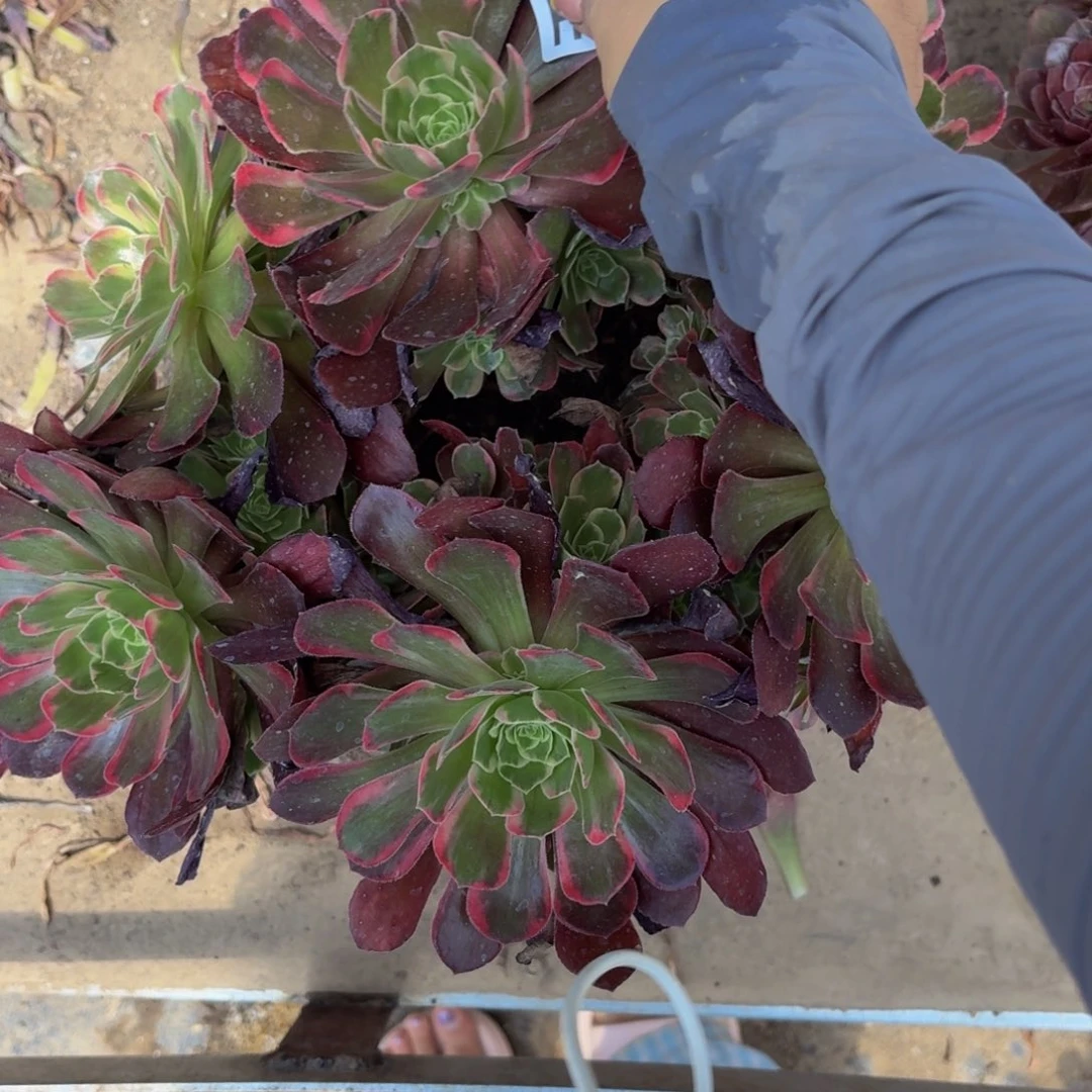 无花朵677多肉植物捧花的