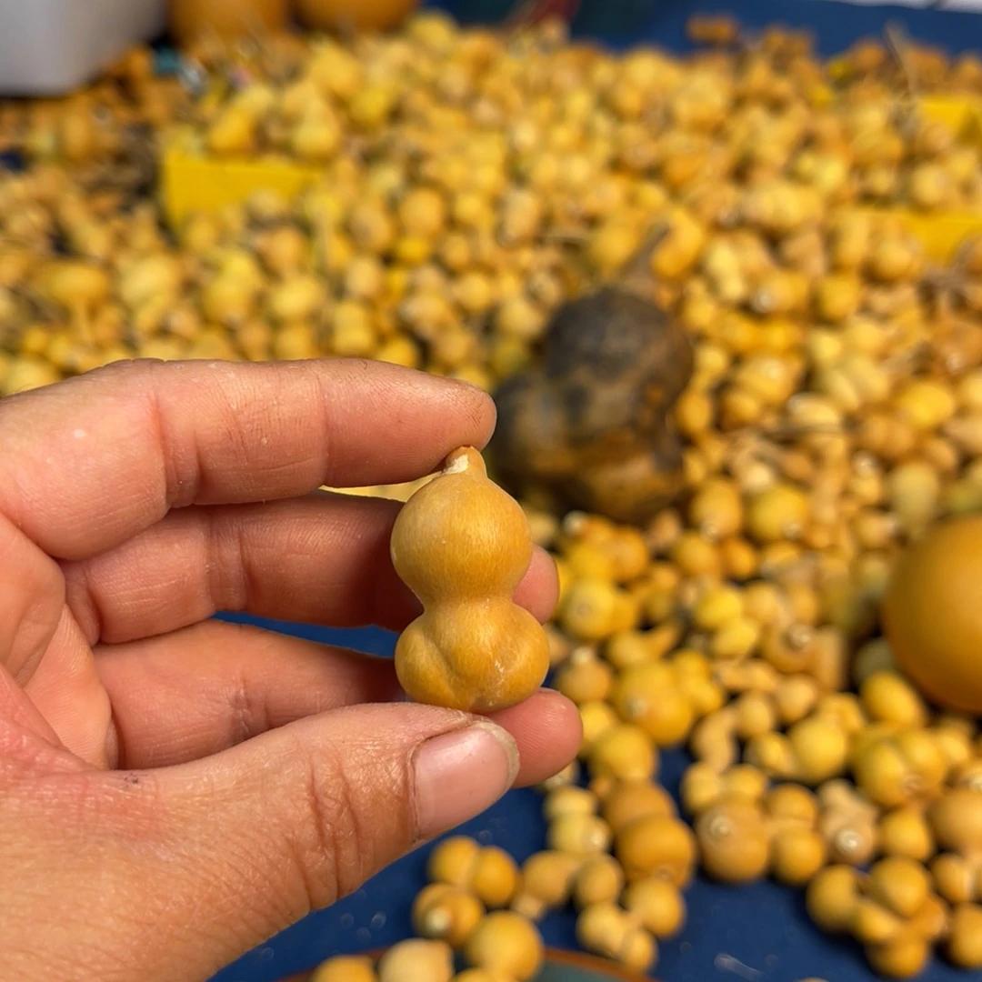 七*葫芦葫芦葫芦葫芦好