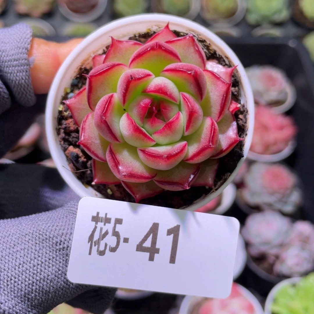 花利美 5-41新品