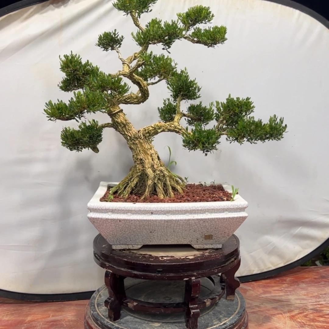无花朵广东皱皮雀舌黄杨