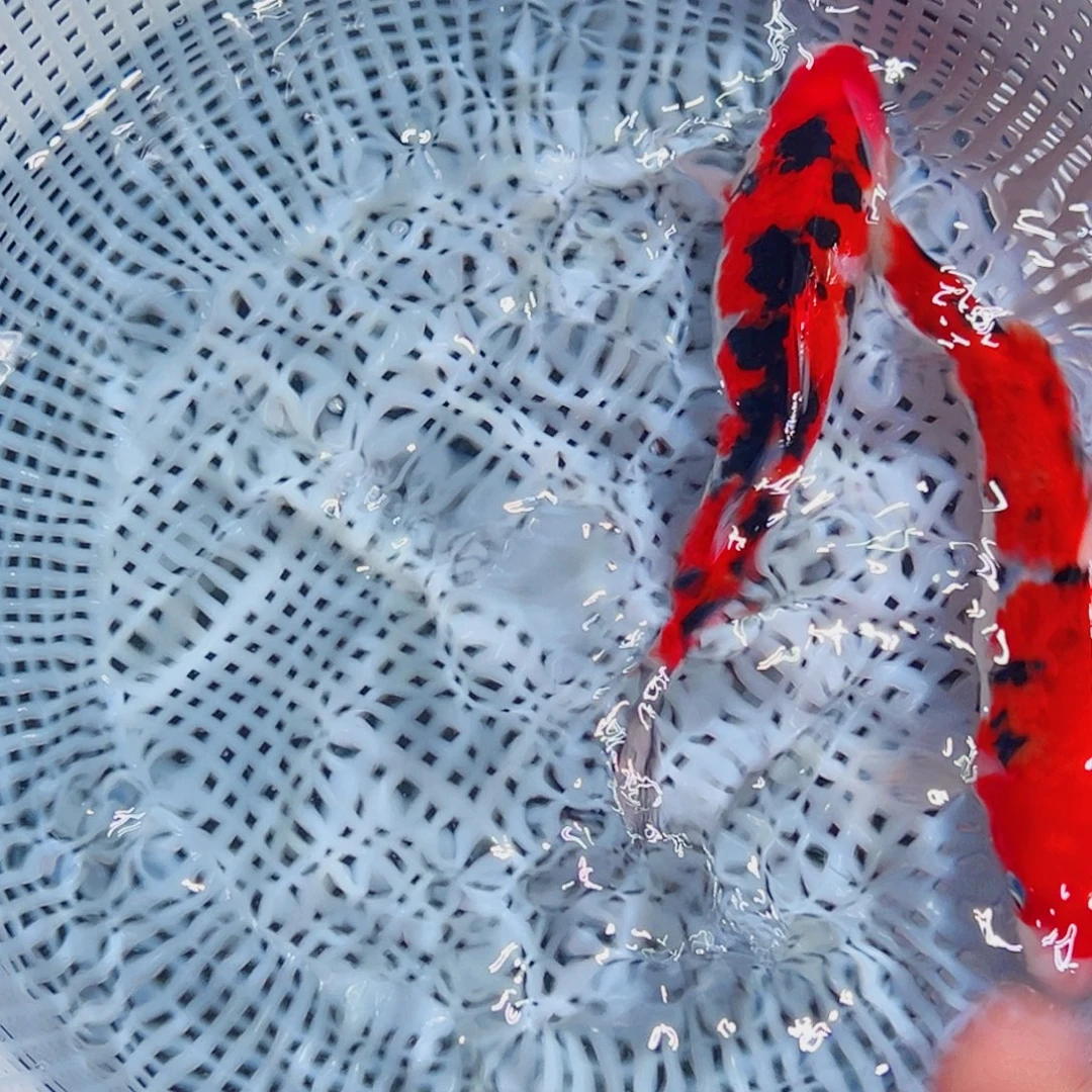 锦鲤锦鲤观赏鱼1111