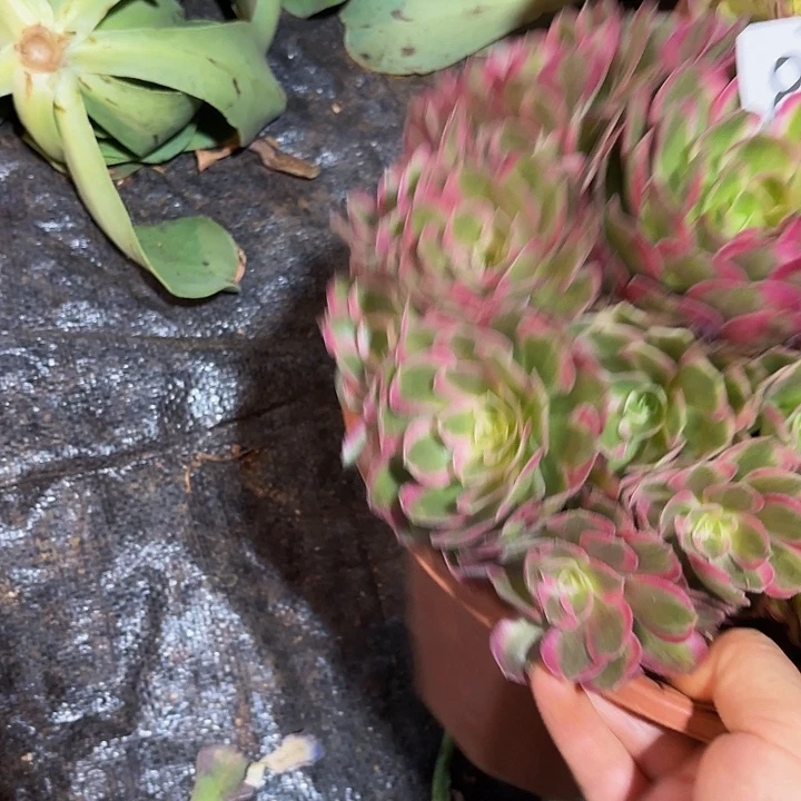 多肉植物孔雀翎893个