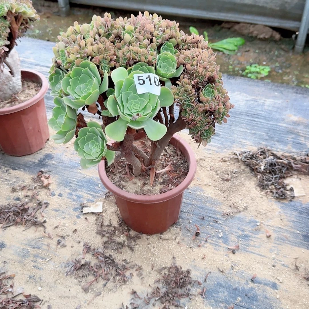 510玫瑰朵朵一颗呀呀