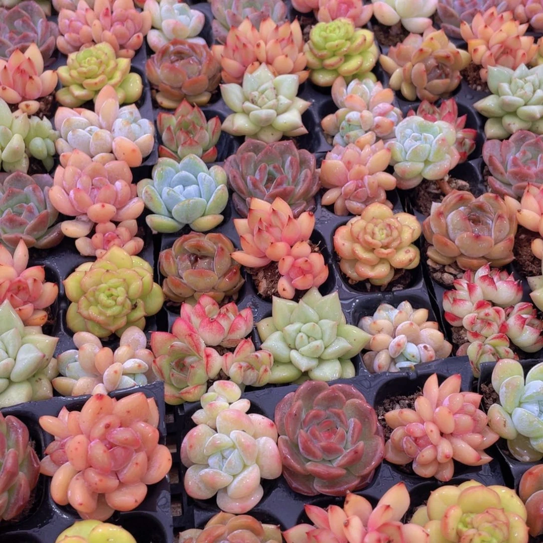 量拍63号 七彩小可爱组合9个