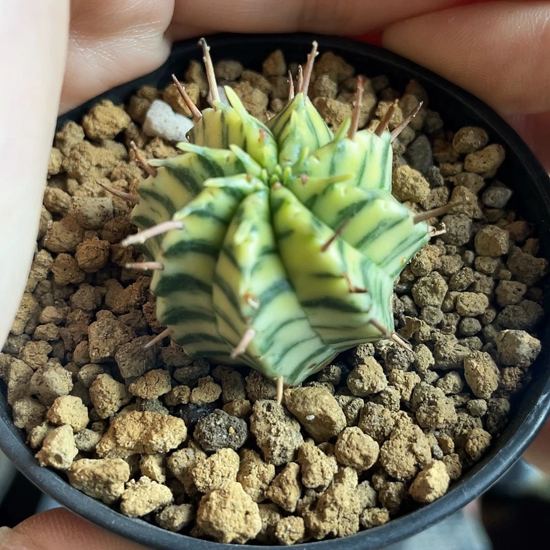 3cm实生斑马魁伟玉锦