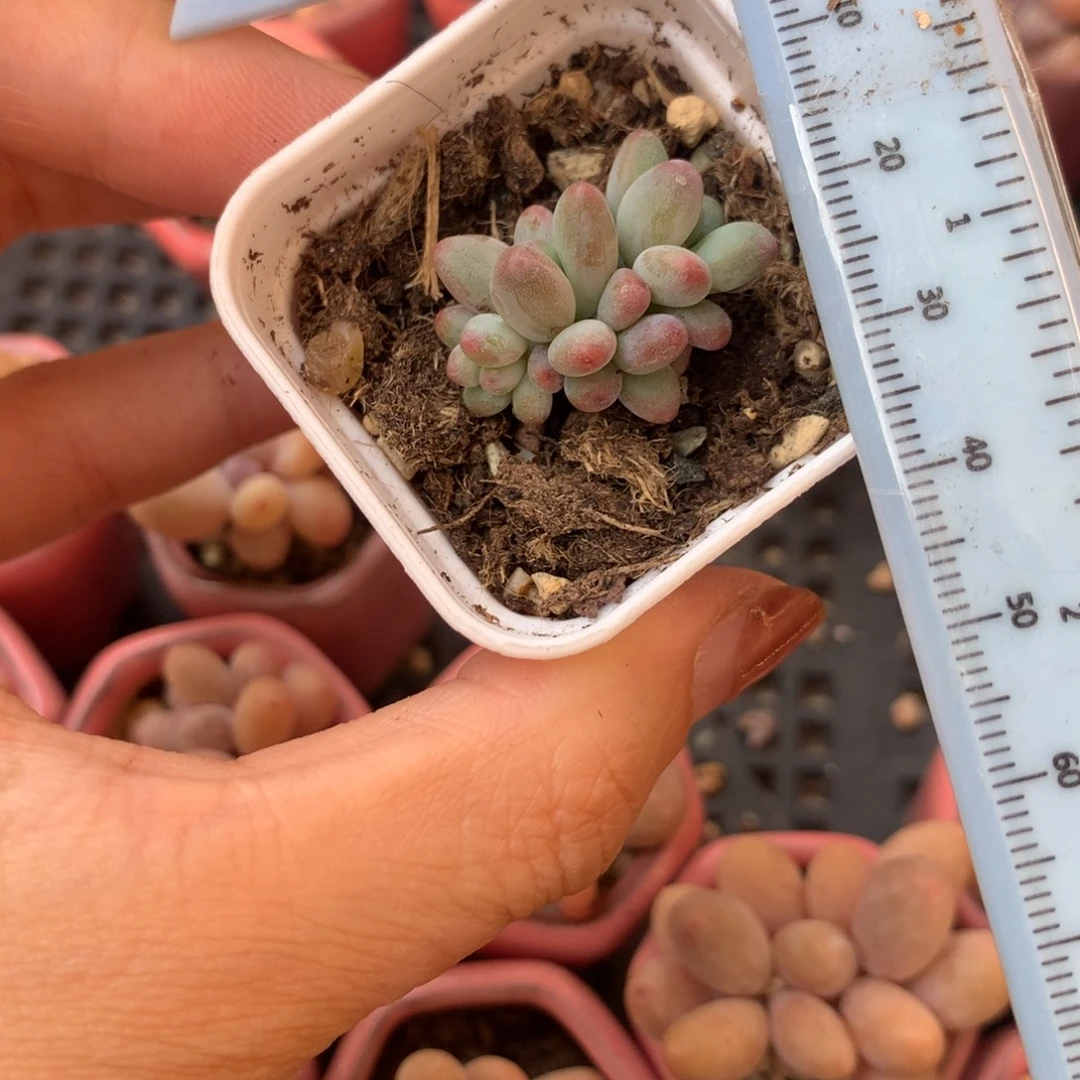 苹果奶群生 小书肉奶酪多肉