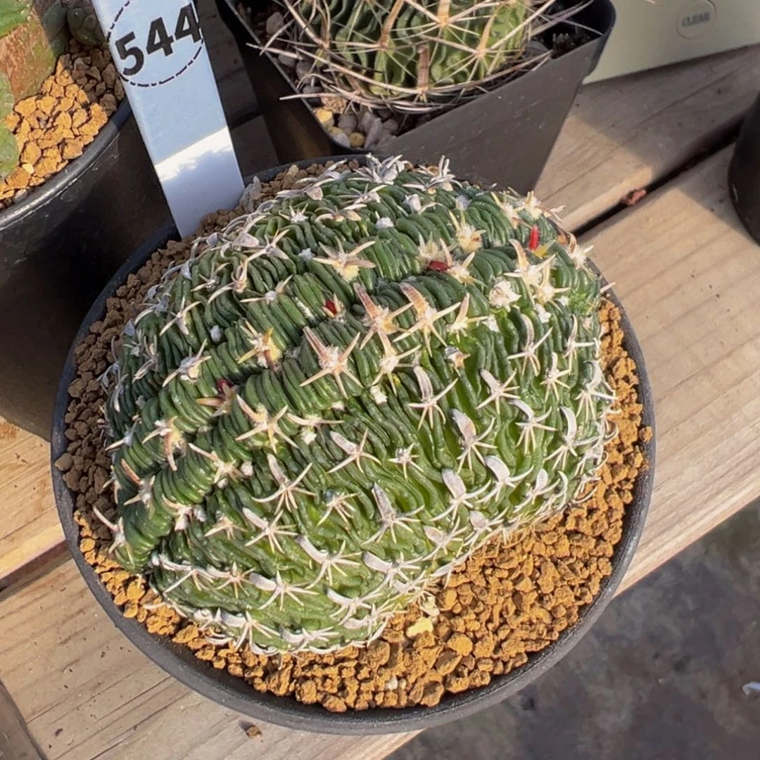 544自根老根短豪刺太刀岚缀化多肉植物带盆土