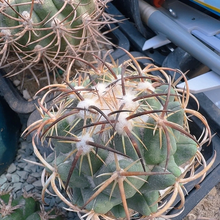 钢钉。  苗接落地自根。 出根芽。