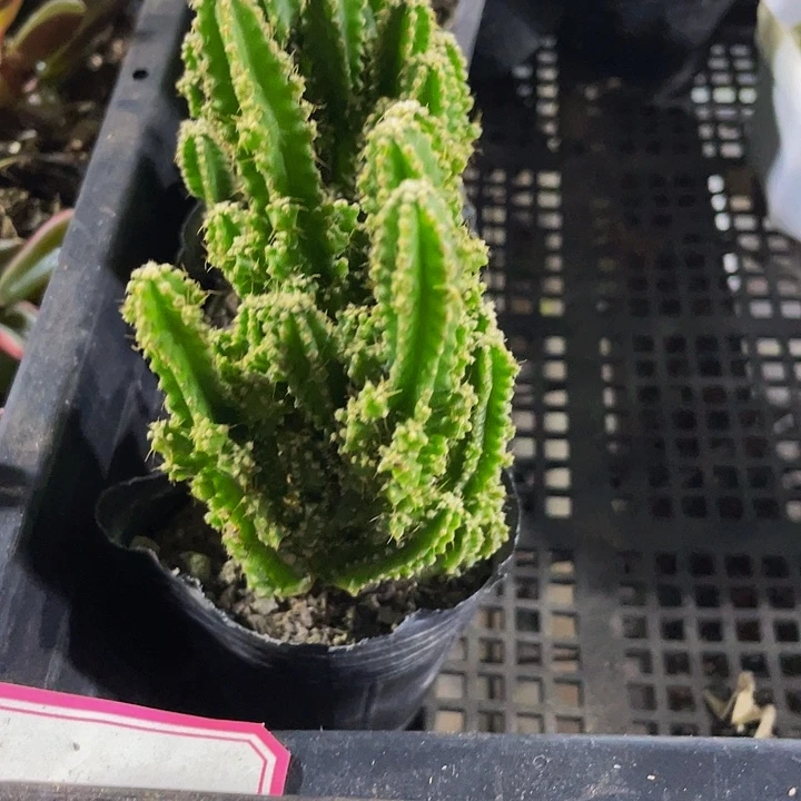 万重山带盆土发货