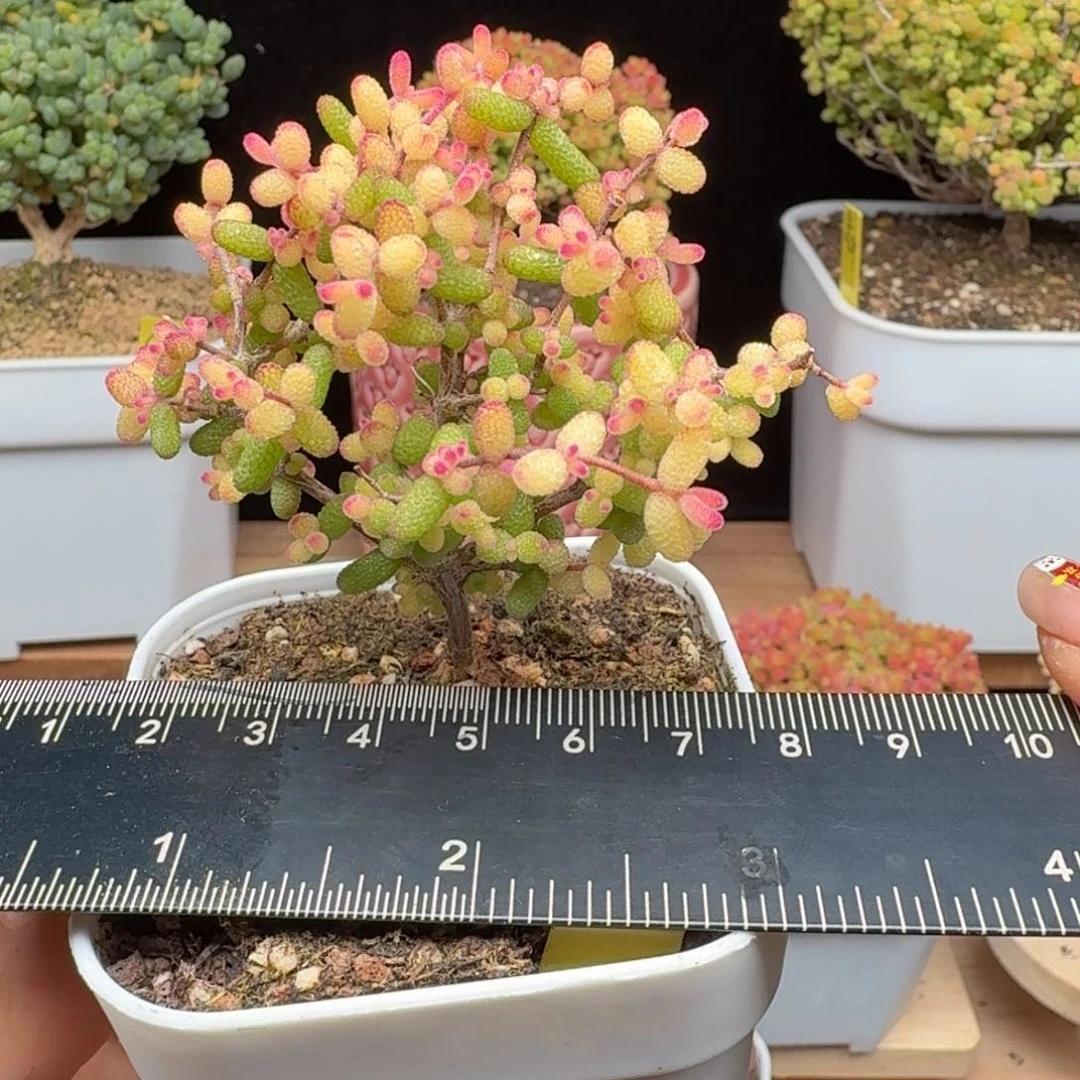 奶****?c28号假飞机猪点赞福利