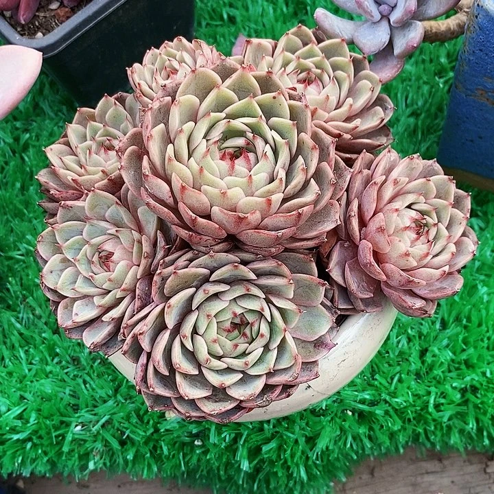 笨吧老桩整无砍多肉