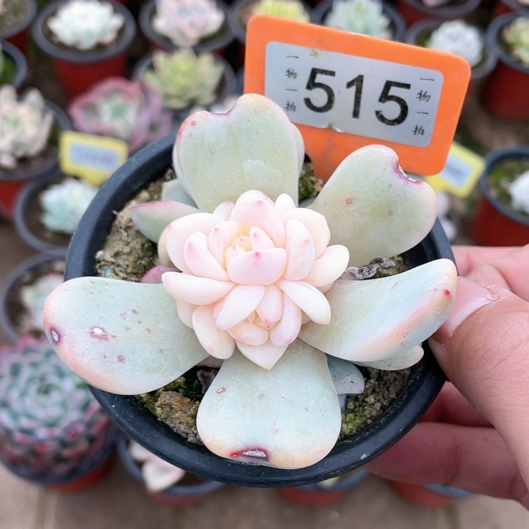 【闪购商品】515号