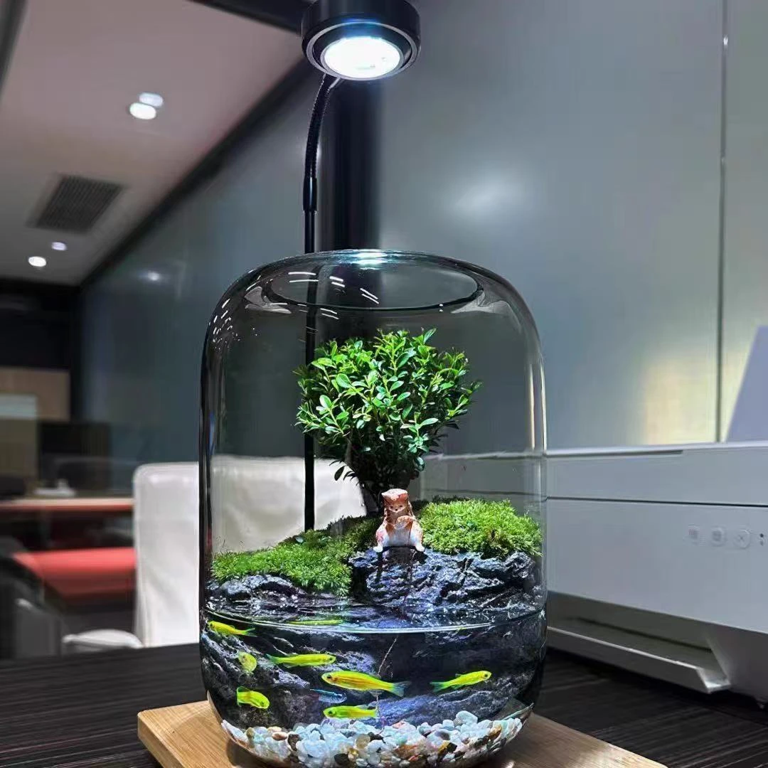 【小猫钓鱼】罗汉松圆缸苔藓植物