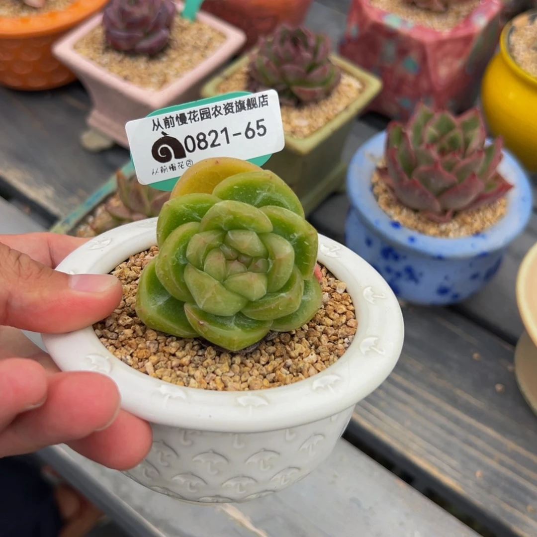 多肉一物一拍0821-65