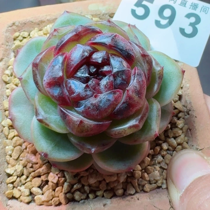 幽灵公主         精控精养多肉植物