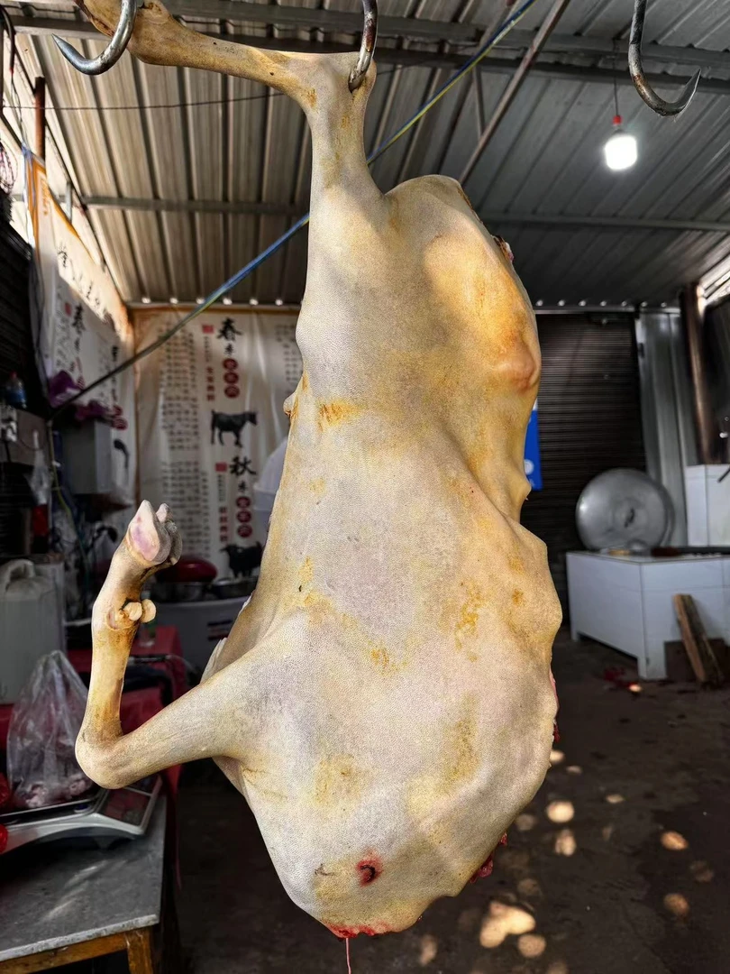 云带皮大竭羊腿肉