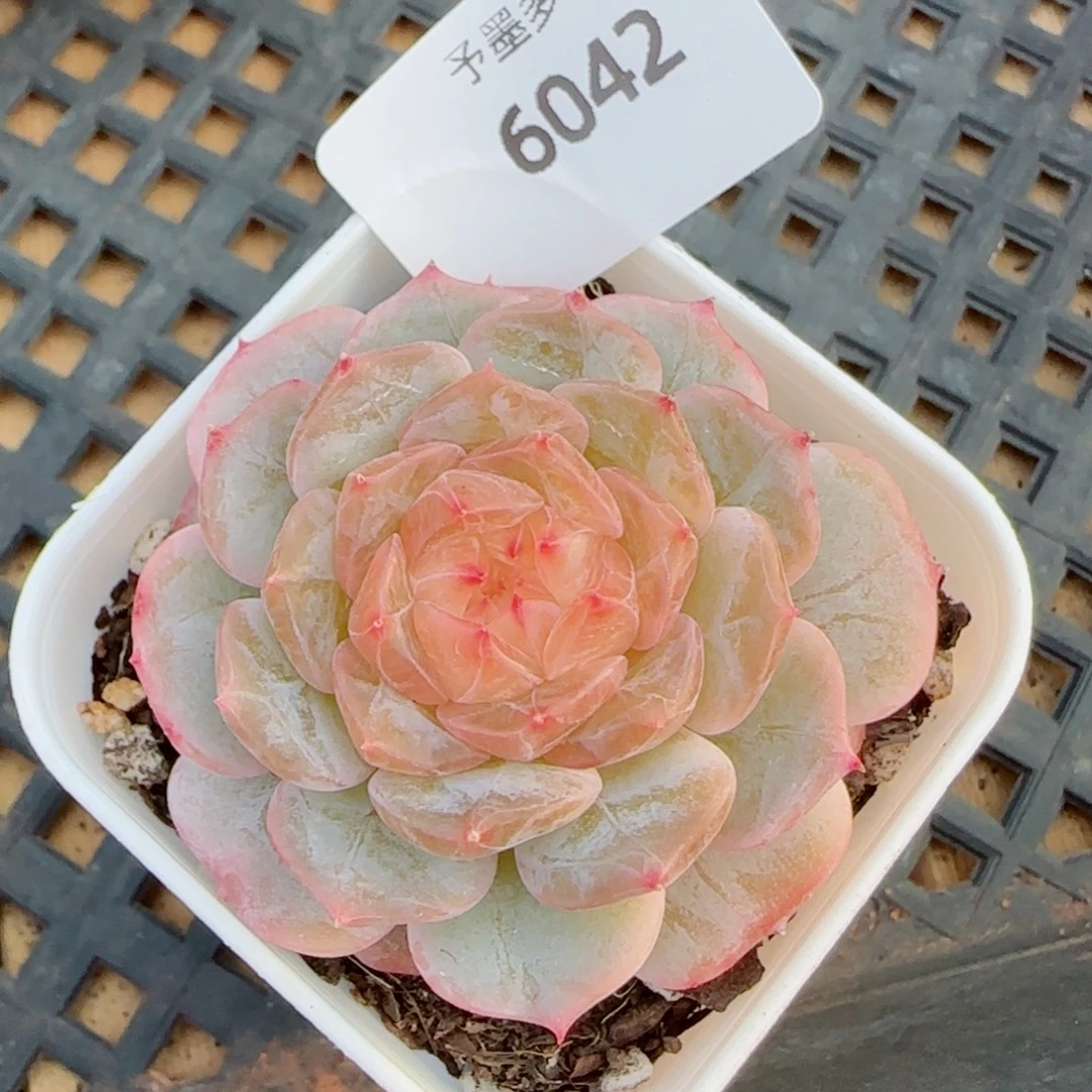 金盏珍妮，6042多肉植物