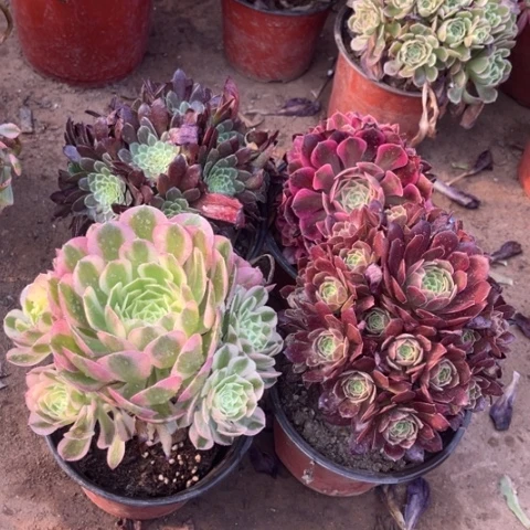 109多肉植物组合