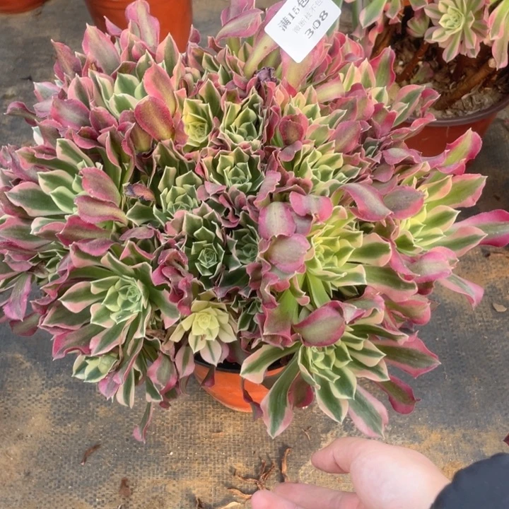 308雨花石法师多肉不售后