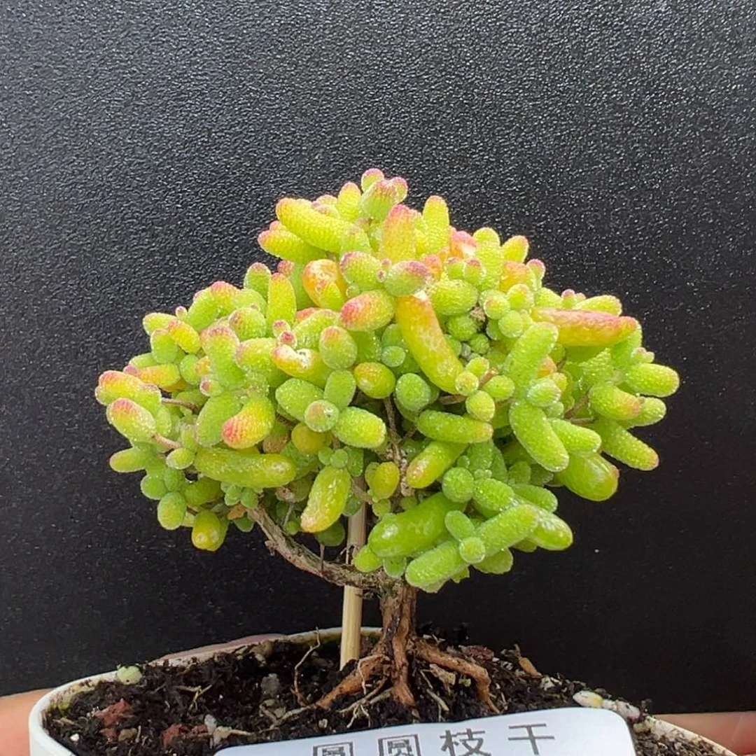 dy5781提根造型桩金桔糖球冠幅5.5cm