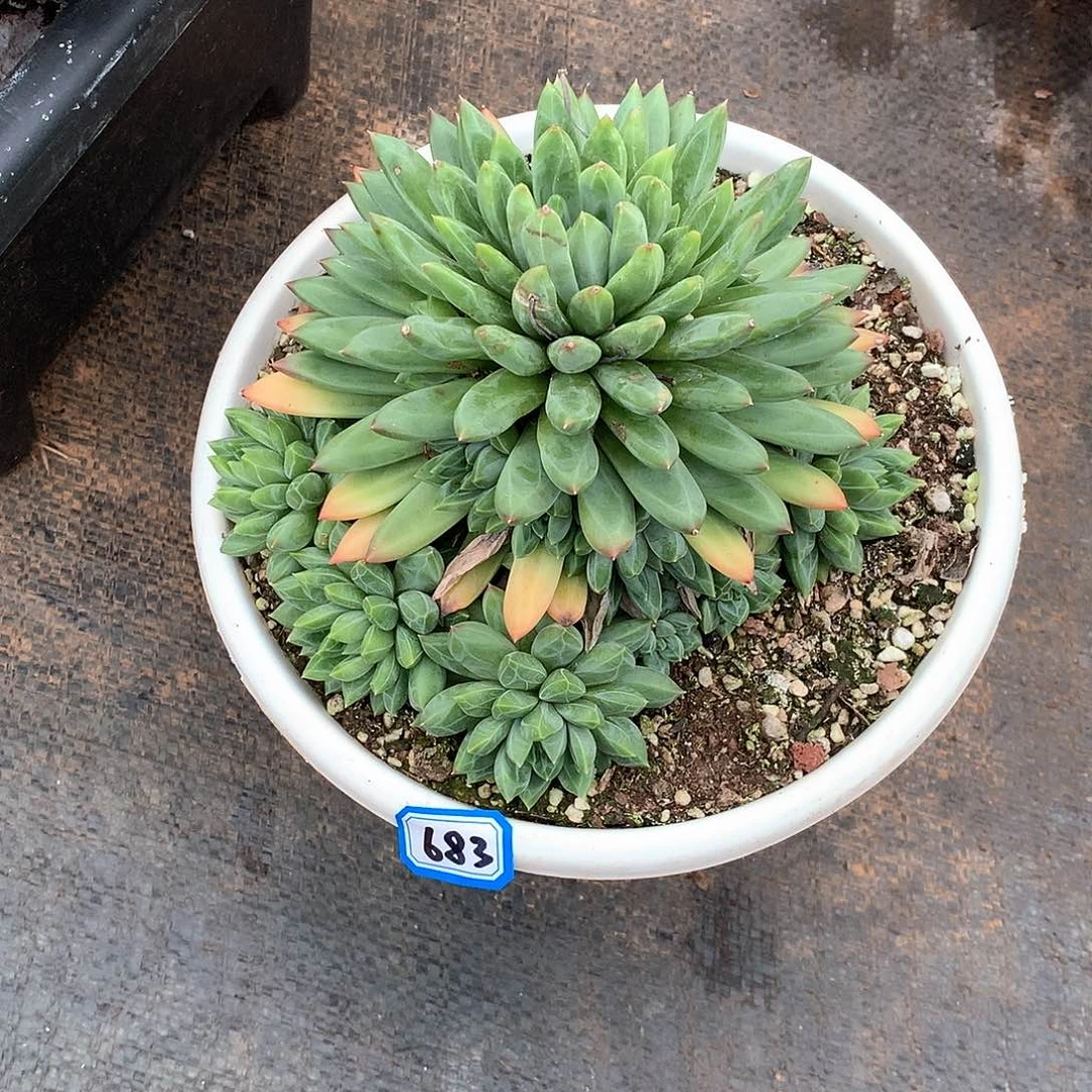 683美人 一物一拍多肉