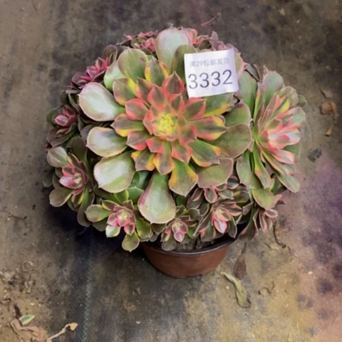 雅典娜多肉植物3332