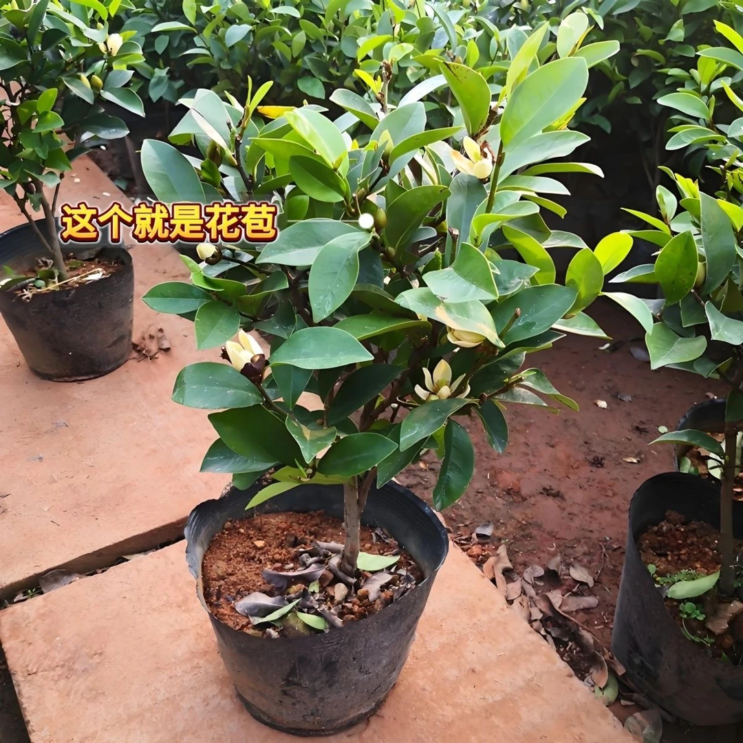 含笑花树苗带花苞耐寒浓香型花卉四季常青室内庭院名贵含笑花盆栽