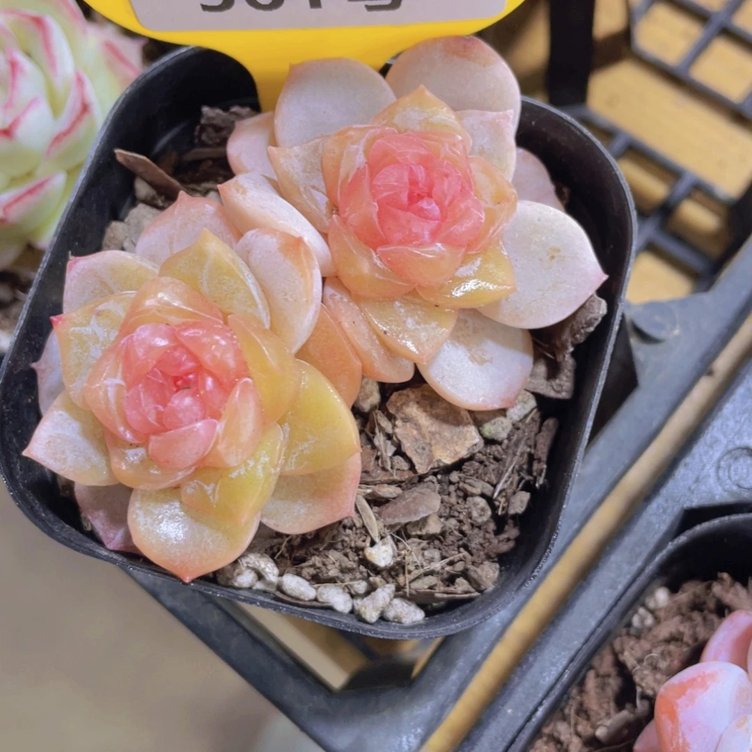 561号 厚叶孤品糖心