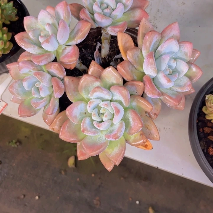 小***️多肉一物一拍6342