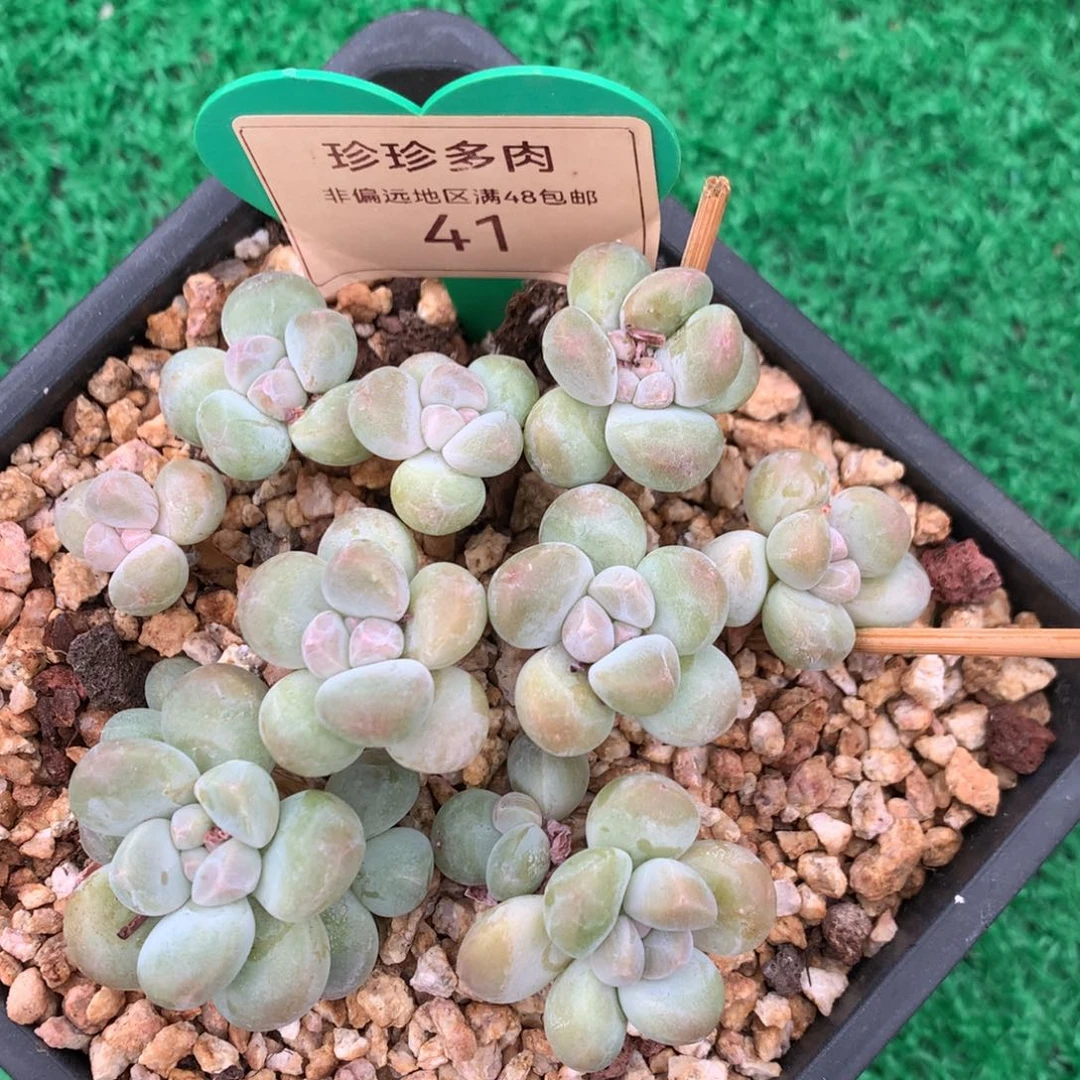 丸叶香玉矮桩平头41