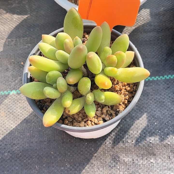 冰***花金蝉1号码牌子的话题了解