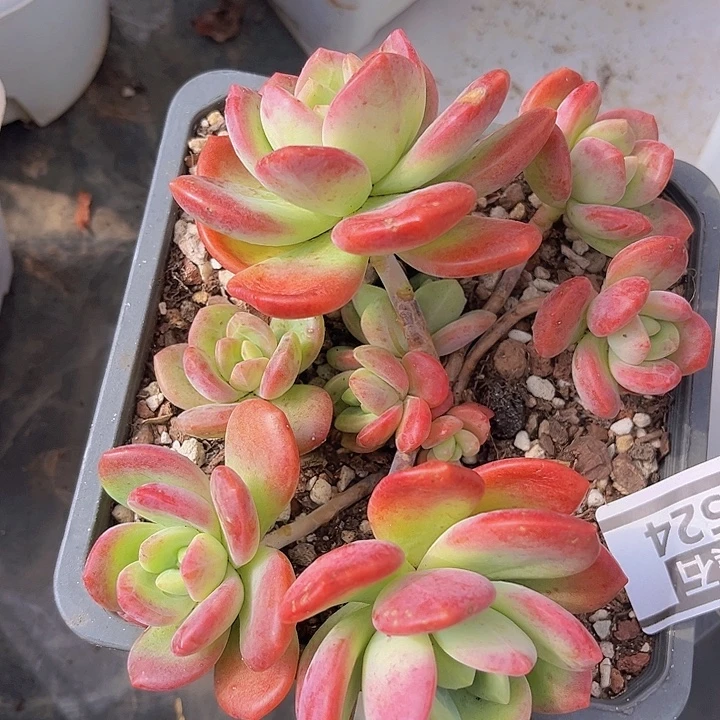 拉萨1524多肉植物