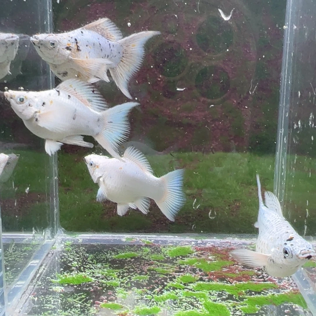 黑玛丽鱼奶牛亚成4条