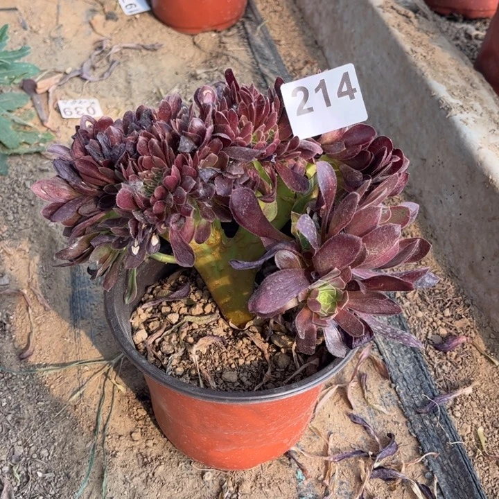 纳嘉綴214不包断枝