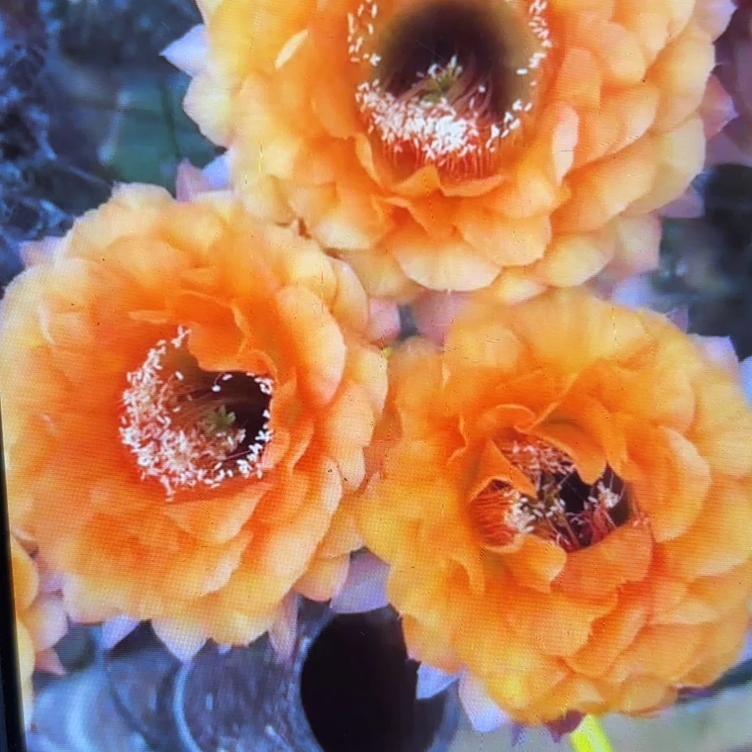 金阁彩侧牙20包邮仙人球58