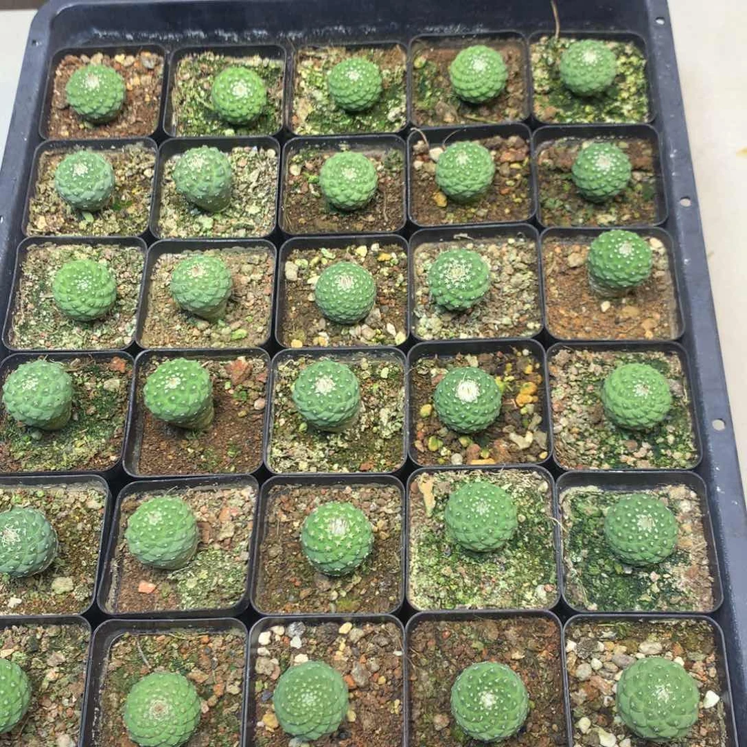 实生  菊水2.4公分起发(带盆土发货)