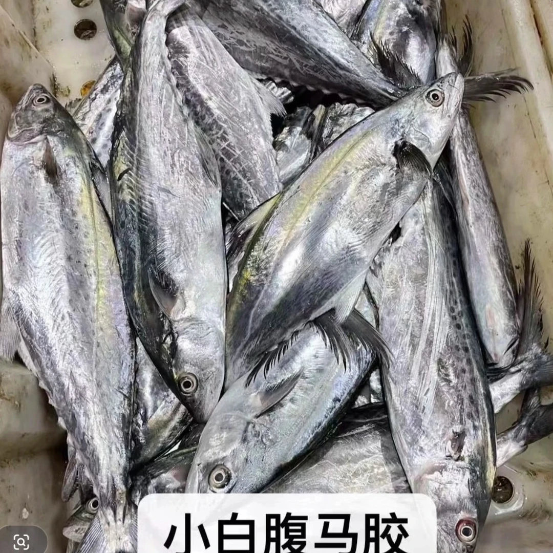 惠来神泉港 白腹马胶 扁胶