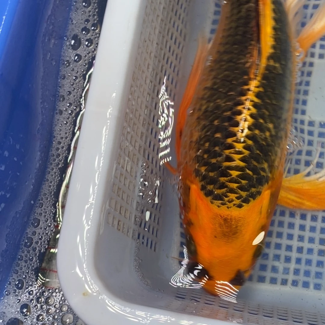 锦鲤冷水锦鲤包邮
