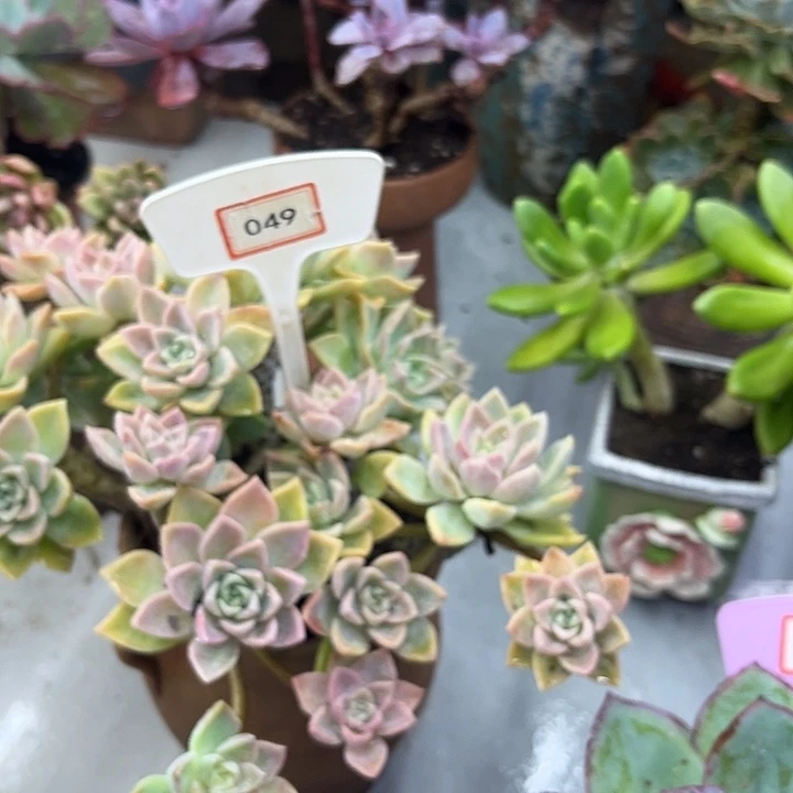 猫***咪完全开放哈利多肉植物049