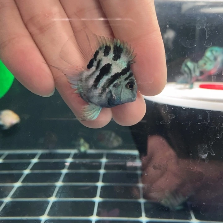 *****鹦鹉鱼超缩宝蓝迷你鹦鹉