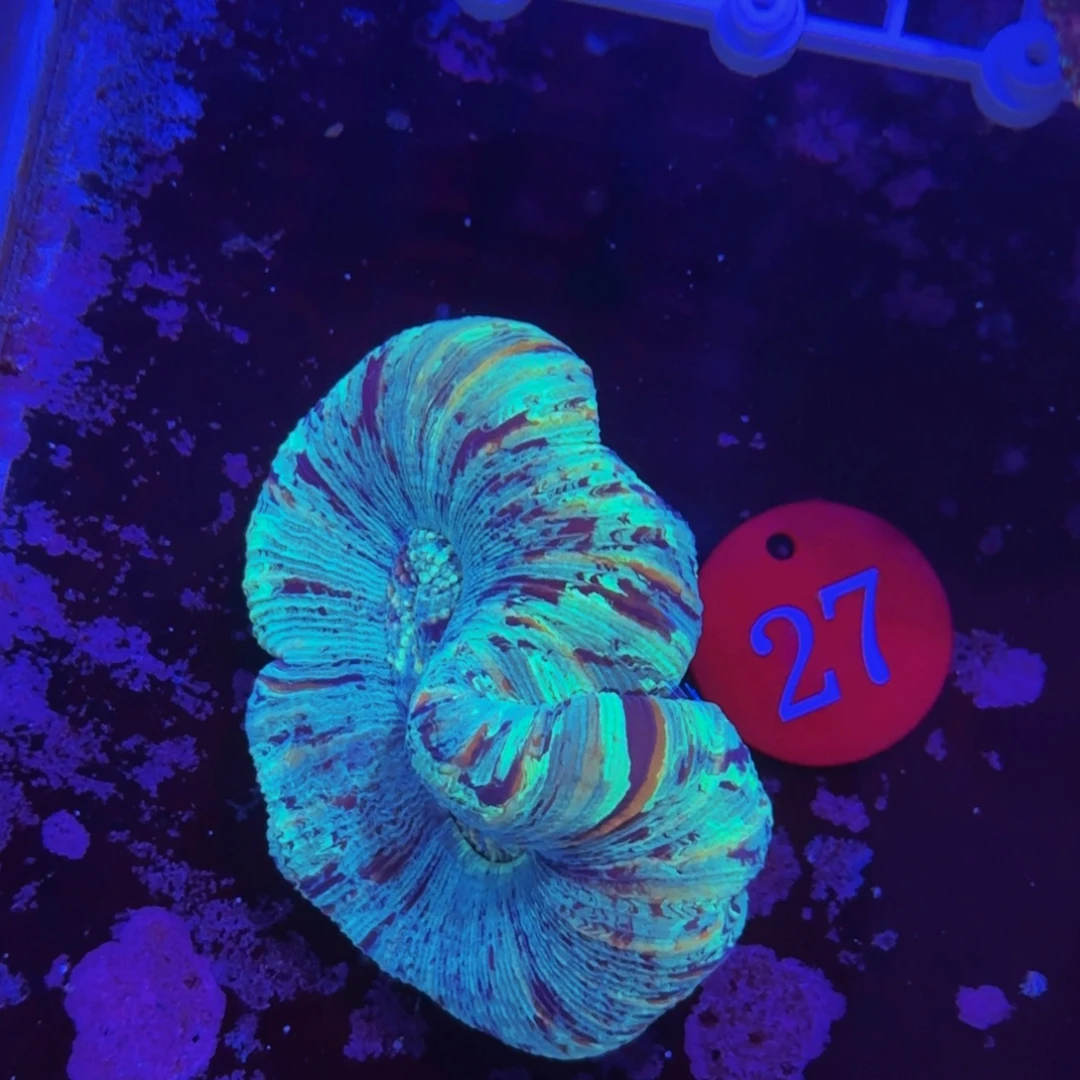 万鱼来朝海水观赏